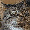 Cat_Wtf emote