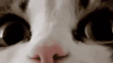 wtf emote