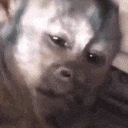 monkey_scream emote