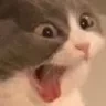 Cat_Scream emote