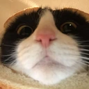 CE_BreadCatIsLooking emote