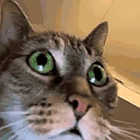 SANECAT emote