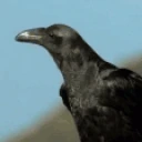 Cawww emote