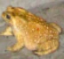 common_asiatic_toad emoji