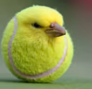 tenis emote