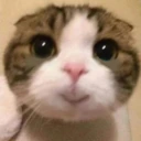bibihappy emote