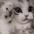 cat_huggies emote