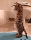 Stand emote