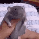 ratDance emoji