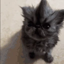 KevinWithTheMohawk emote
