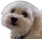 puppyNod animated emote