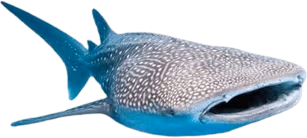 whaleshark emote