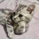 thinkingcat emote