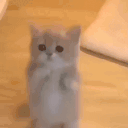 ula animated emote