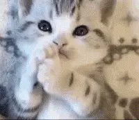 Cute_Kitty emote