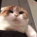 shmashtestbot emote