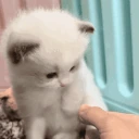 slap emote