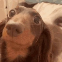 dachshund_dog_tailwag emoji