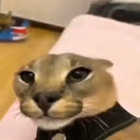 floppa emote