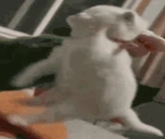 letmego emote