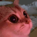 CatHeart emoji
