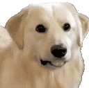 doggoAware emote