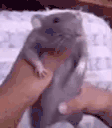 ratDance