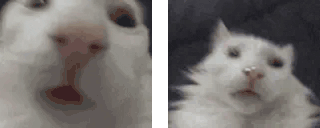 funnywhitecats animated emote