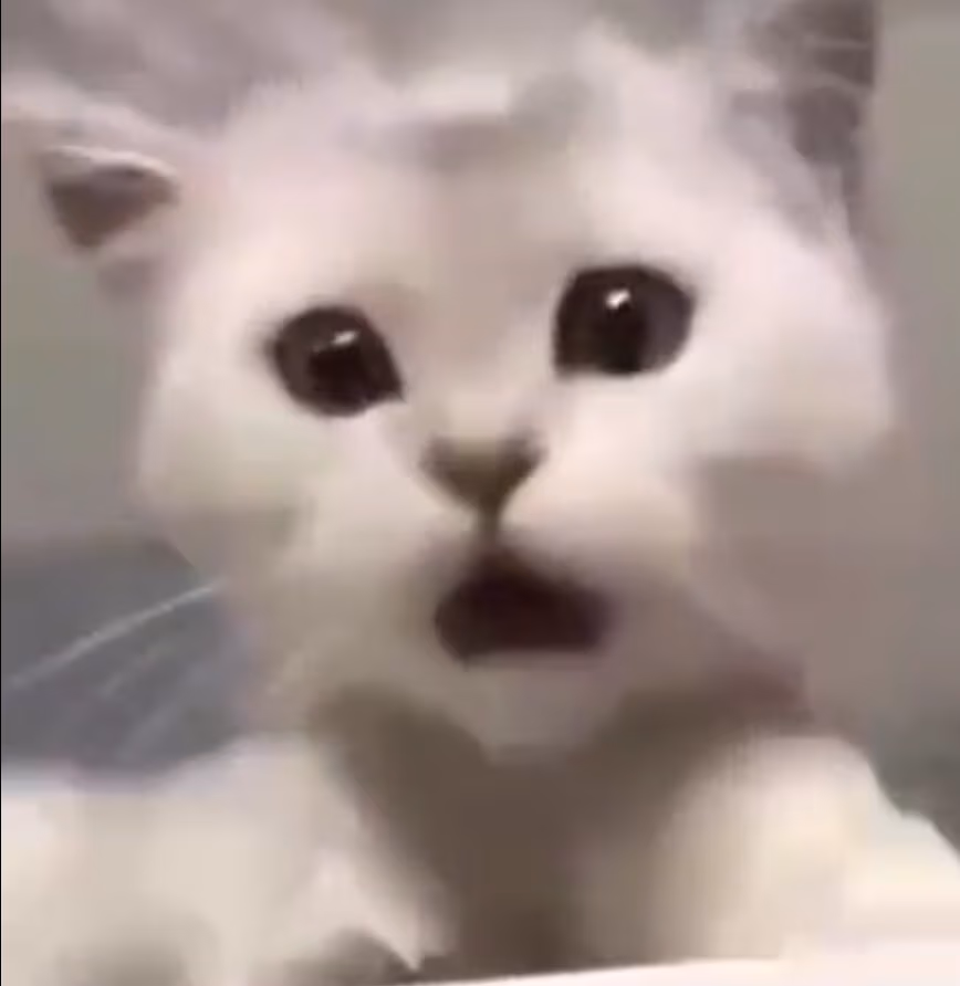 cat_shock emote