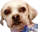 Judging_You emote