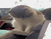 working emote