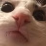 CE_iamlookingatyou emote