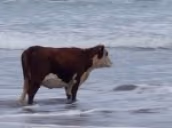 cow emote