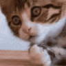 CE_Shock emote