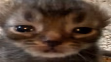 yayyy emote