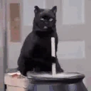 catEvil emote