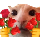 catRoses emote
