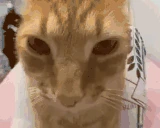 popipopipipopipo emote
