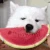 DogEatingWatermelon emote
