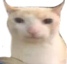 Cat emote