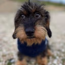 elperro emote