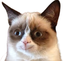 grumpycat_happy emote