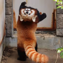 redpanda_backwards emote