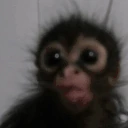 monching emote