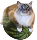KotNaArbuze emote