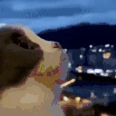 wowie emote