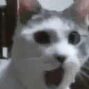 catPog emote