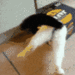 catStuck animated emote