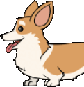 corgihead