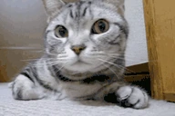 Sniffing emote